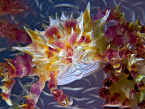 "Candy Crab"

as usual hidden in a soft coral. shot tak... by Henry Jager 
